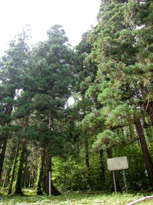 北方の杉全体写真